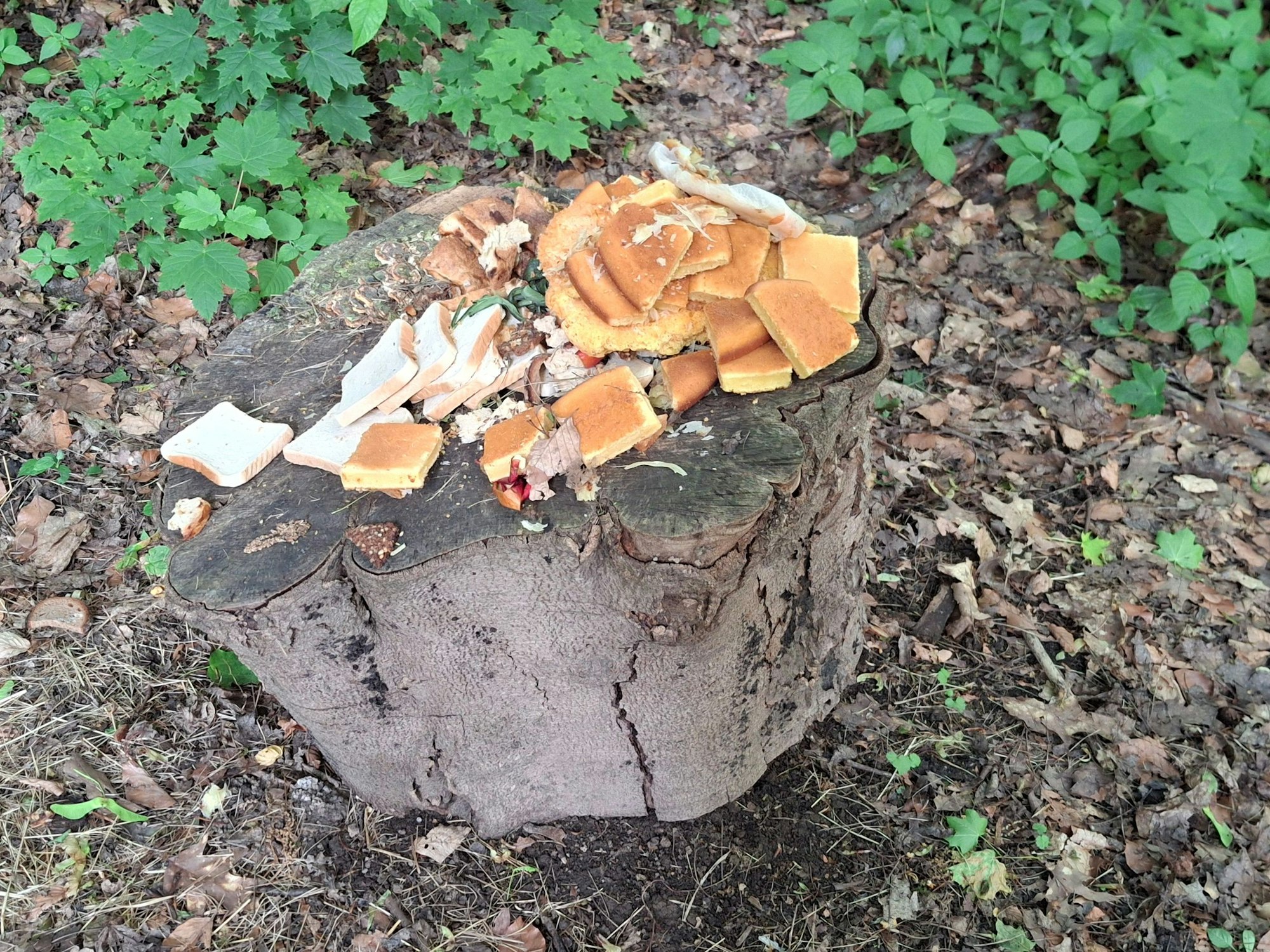 Wilder Müll im Nüssenberger Busch in Bocklemünd/Mengenich