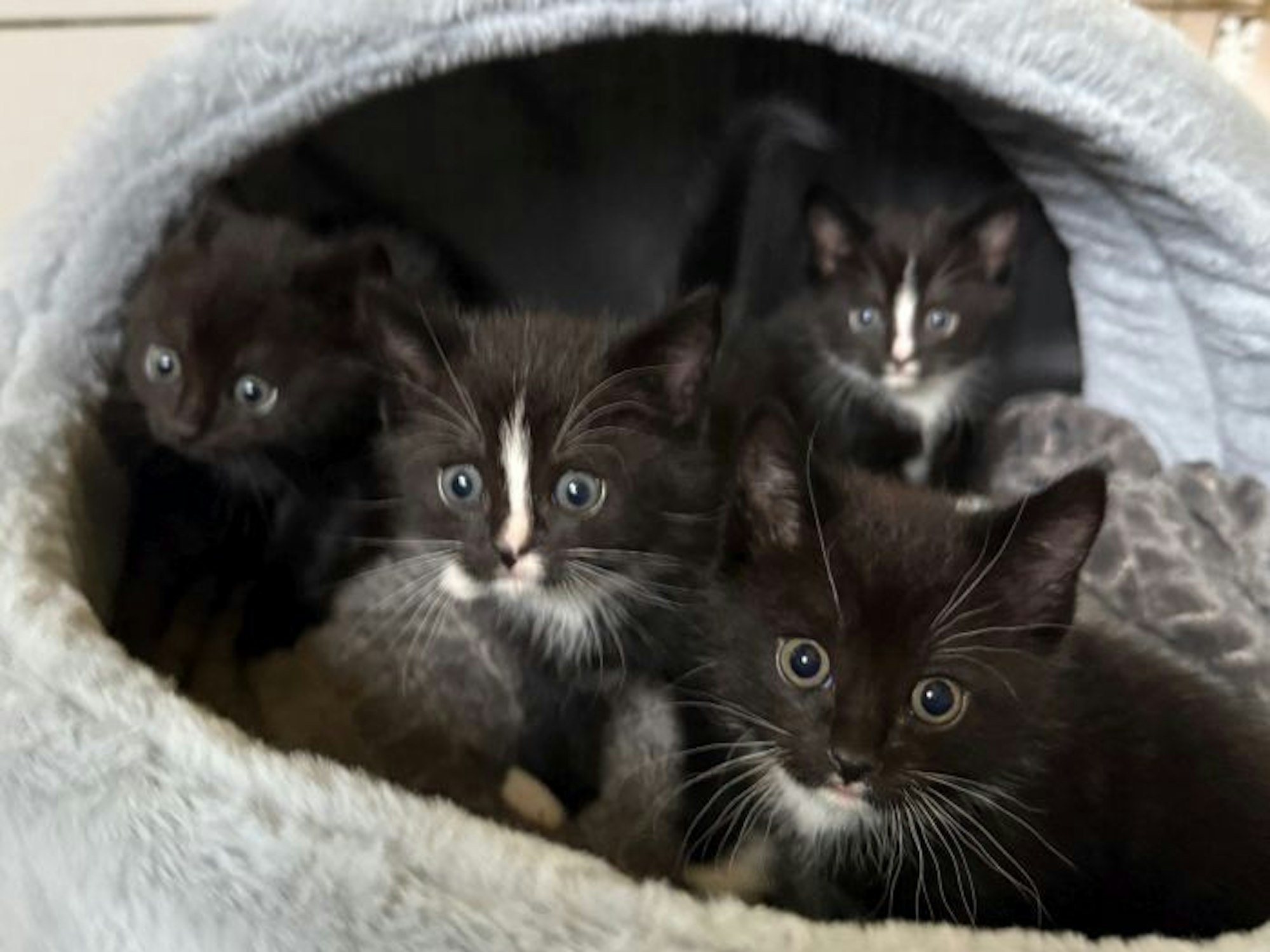 Diese vier kleinen Katzen hatte der Mann dabei.