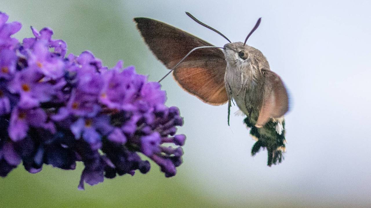 Taubenschwänzchen