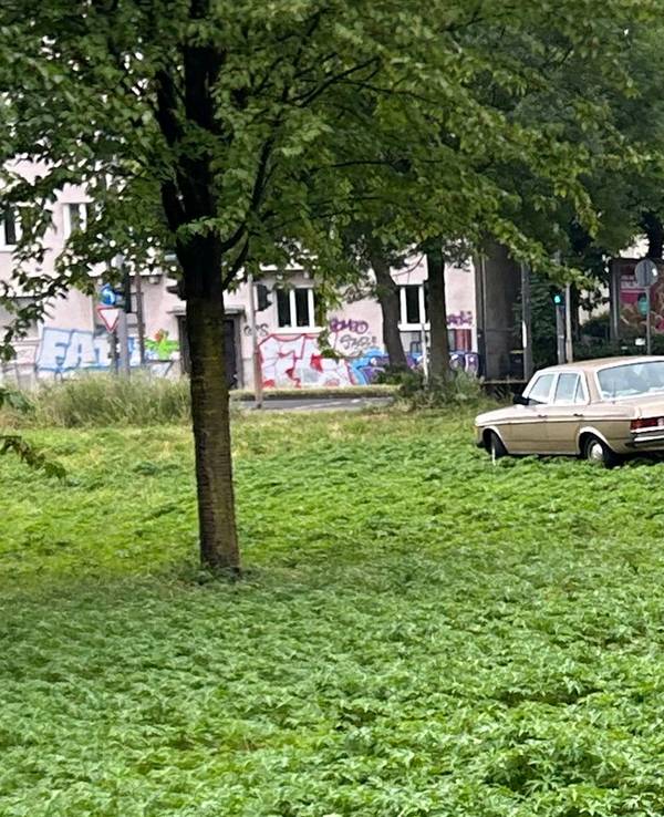 Ein Mercedes om Park