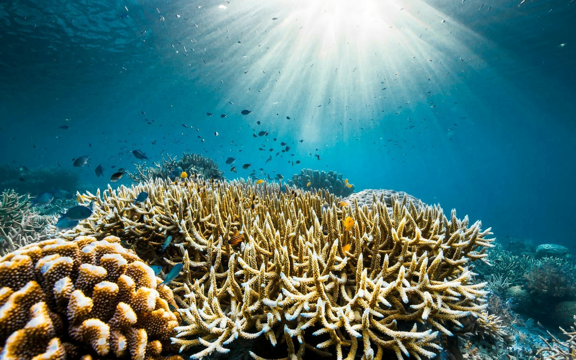 Am 8. Juni, 20.15 Uhr, zeigt National Geographic erstmals im deutschen TV „Ozeane mit David Attenborough“. In schillernden Bildern zeigt die Dokumentation die bunte Artenvielfalt in den Weltmeeren aber auch deren Zerstörung durch den Menschen. (Bild: National Geographic)