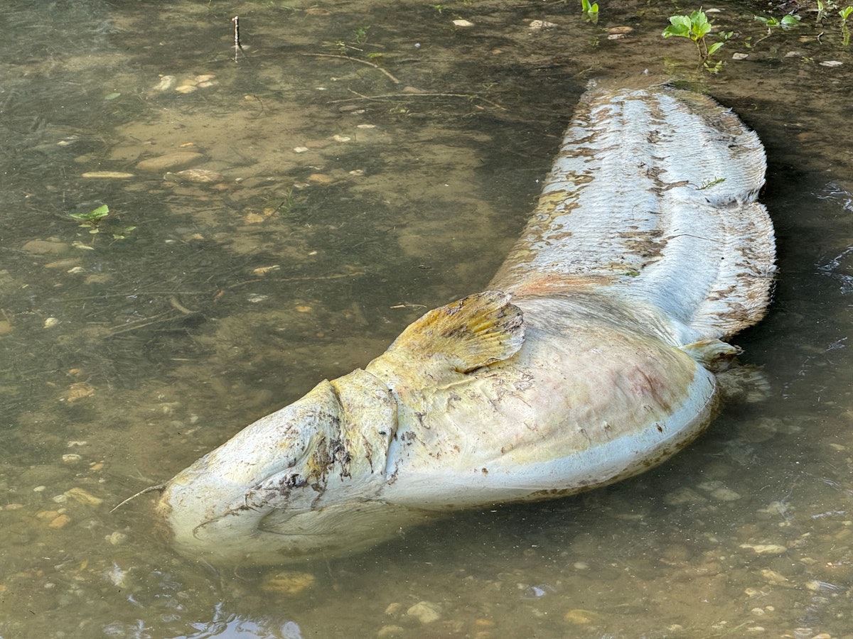 Ein toter Wels treibt im Rhein.