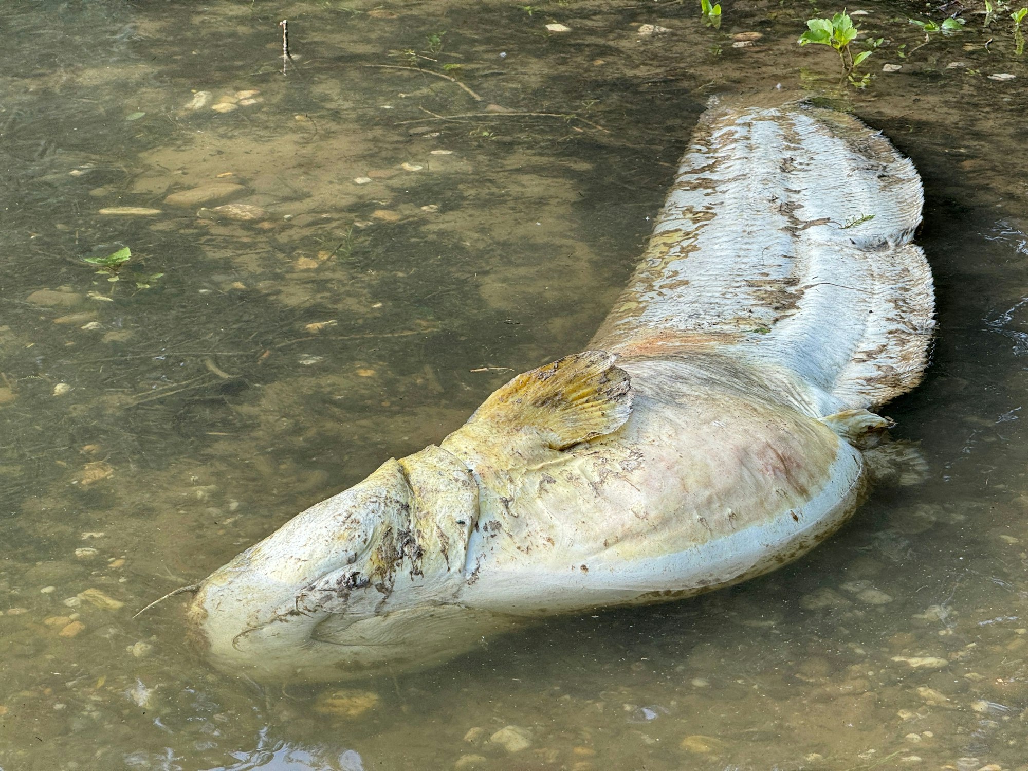 Ein toter Wels treibt im Rhein.