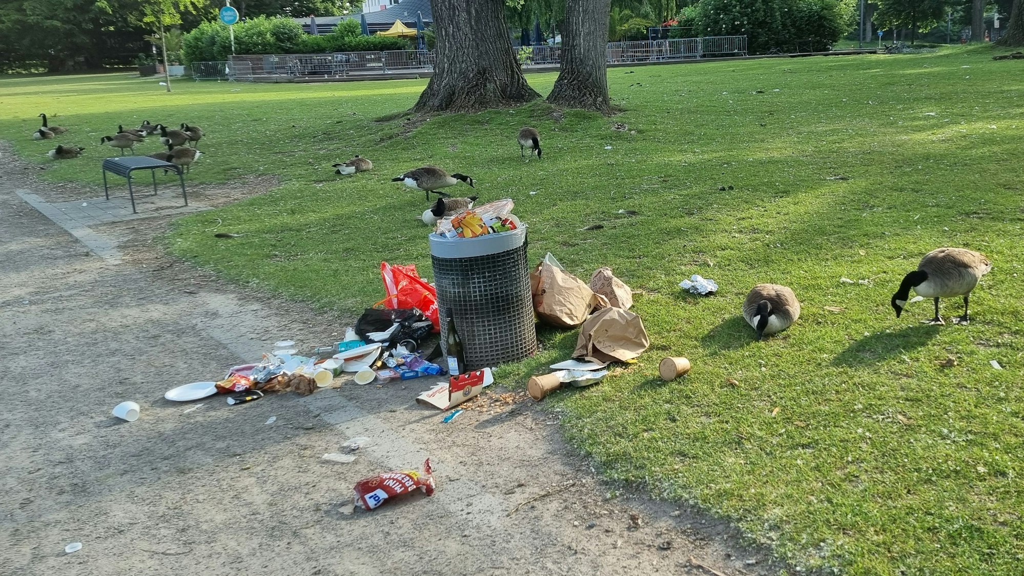 Um einen Abfalleimer am Aachener Weiher liegt Müll verstreut.
