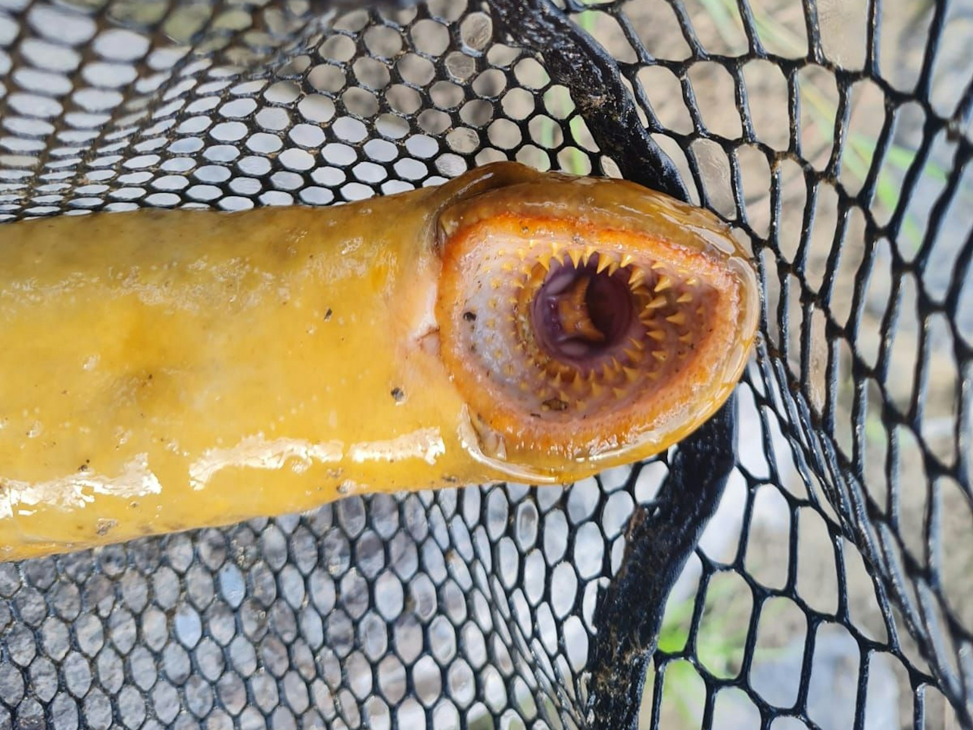 Ein Meerneunauge mit geöffnetem Mund.