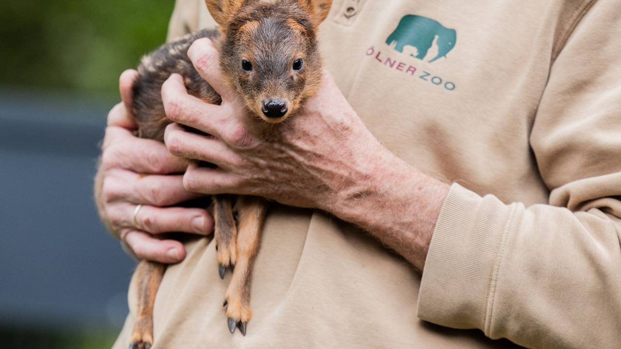 Ein Mann hält ein Südpudu auf dem Arm.