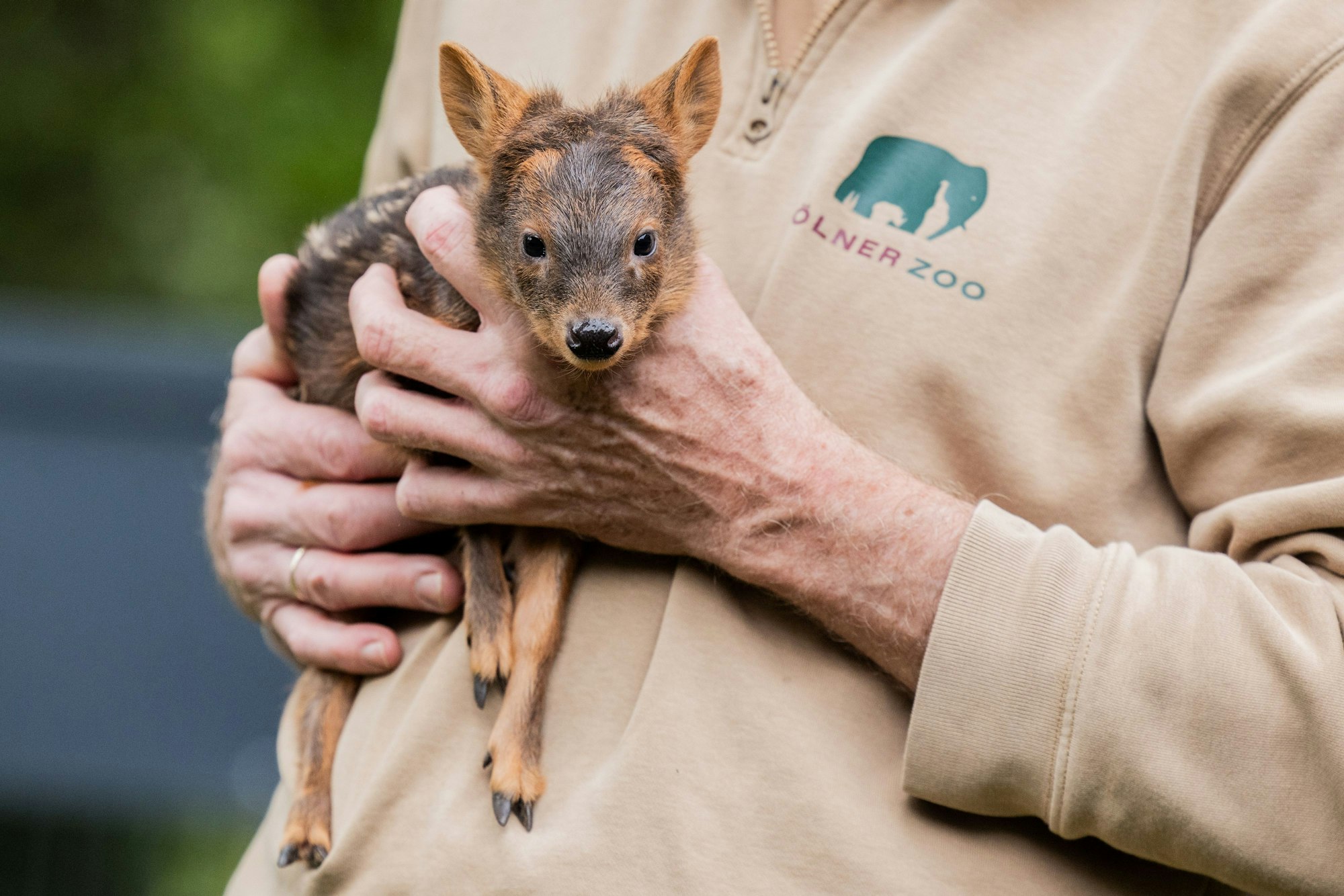 Ein Mann hält ein Südpudu auf dem Arm.