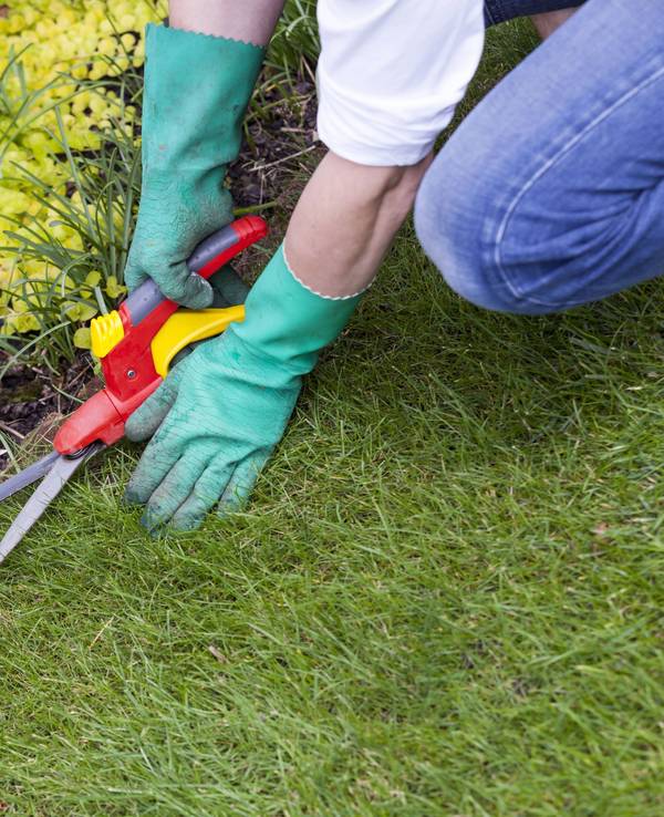 Hände mit Handschuhen und einer Gartenschere bei der Gartenarbeit im Sommer im Freien.