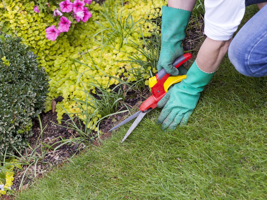 Hände mit Handschuhen und einer Gartenschere bei der Gartenarbeit im Sommer im Freien.