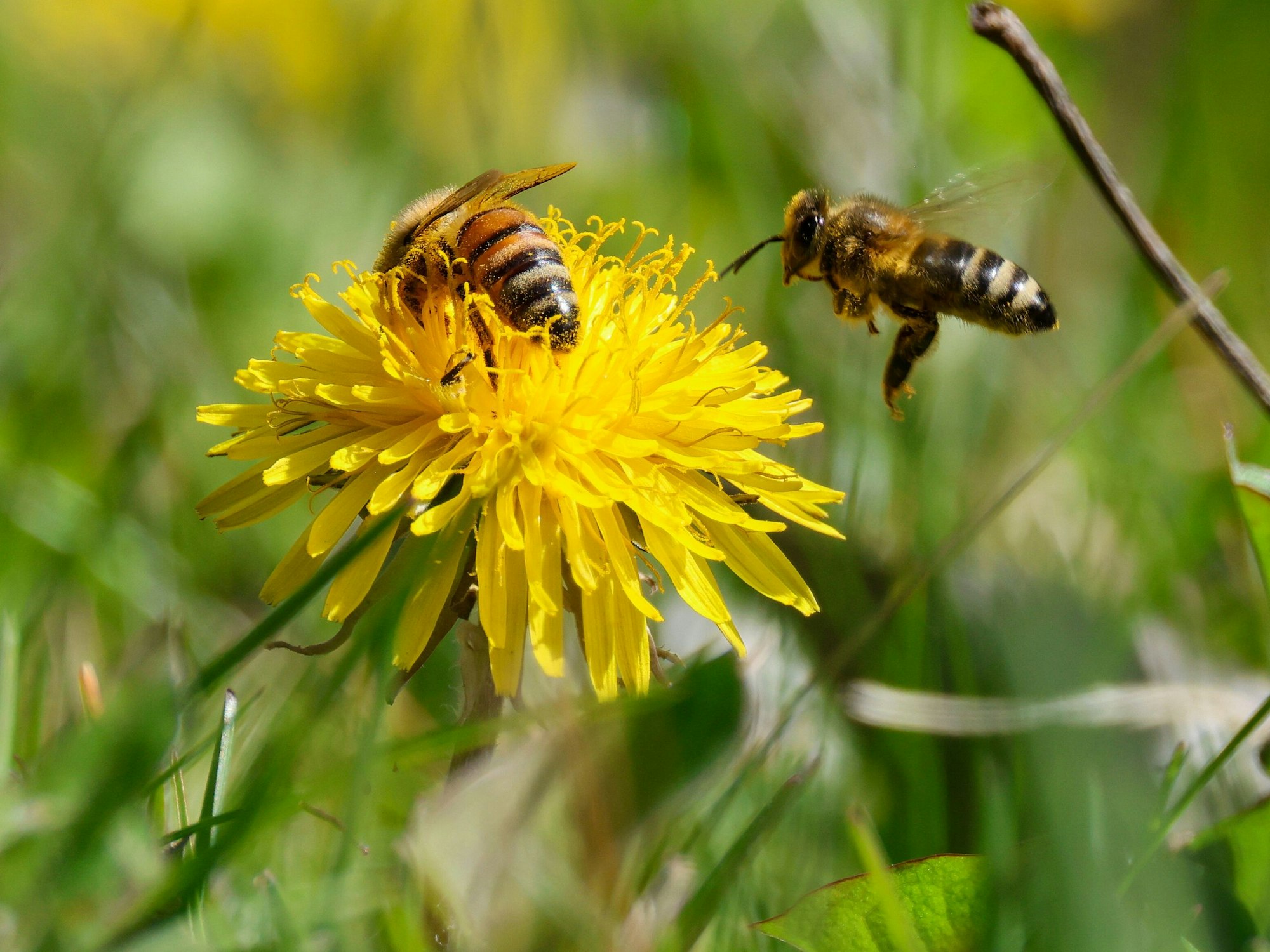 Bienen landen bei Sonnenschein auf einer gelben Löwenzahn-Blüte.