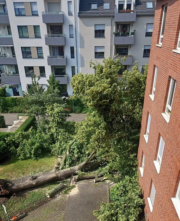 Ein umgekippter Baum liegt auf einem Gehweg.