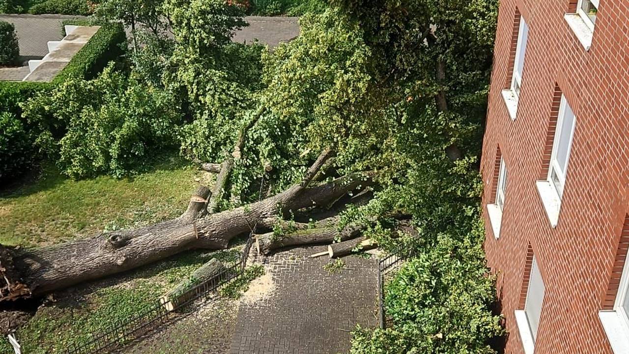 Ein umgekippter Baum liegt auf einem Gehweg.