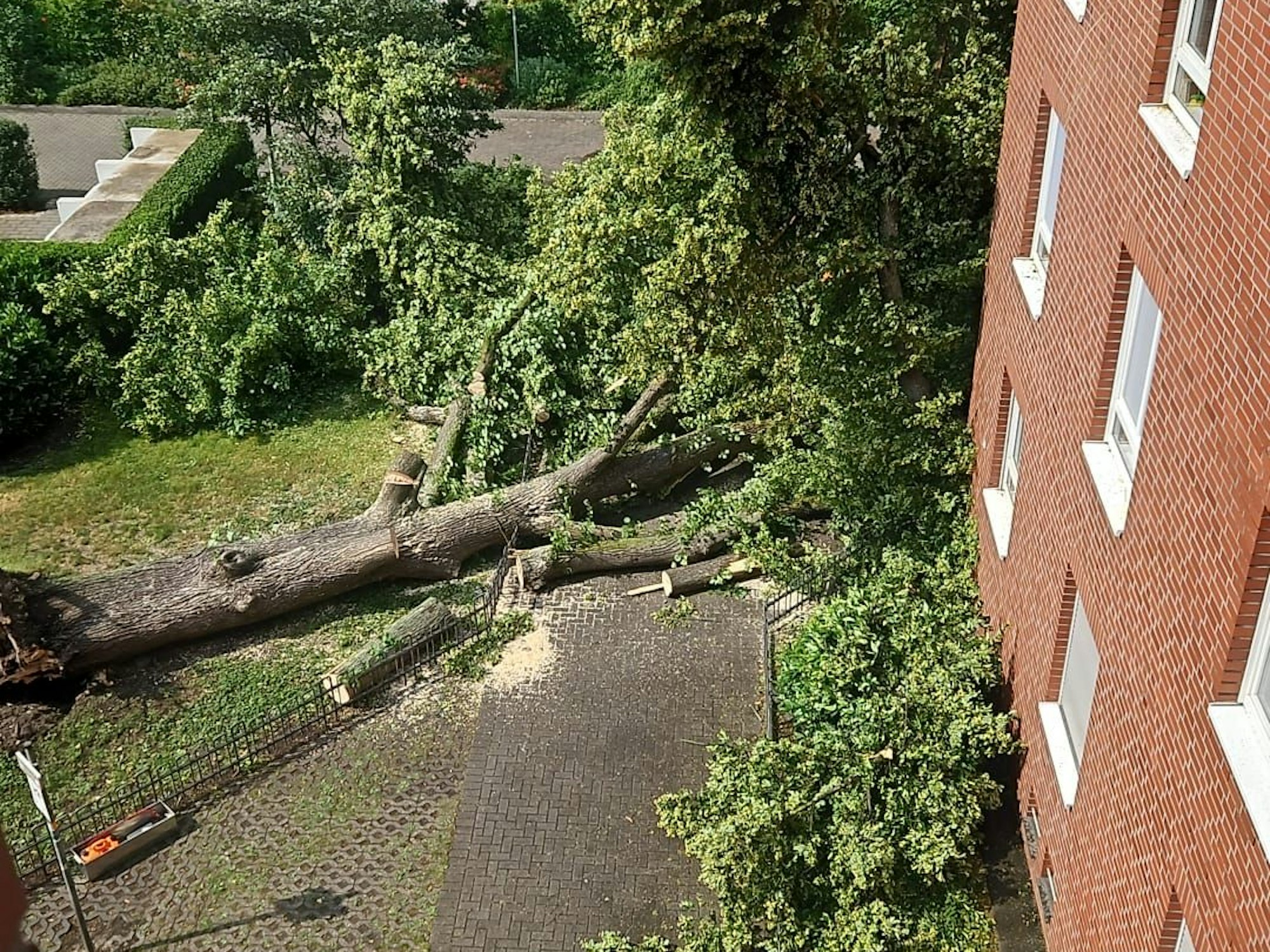 Ein umgekippter Baum liegt auf einem Gehweg.