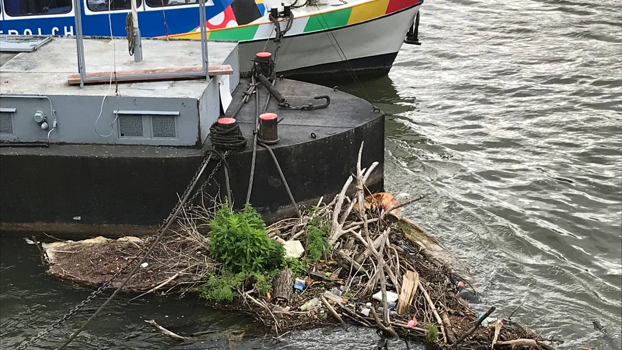 Im Treibholz verfängt sich jede Menge Dreck und Unrat.