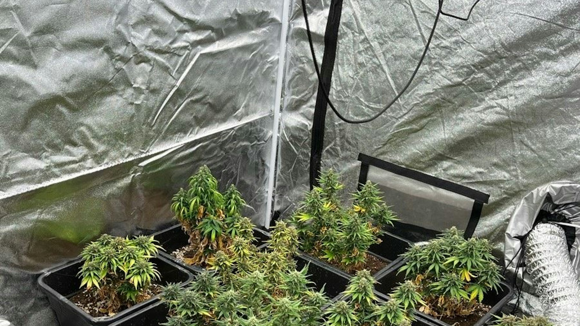Cannabis-Plantage im Mehrfamilienhaus in Hagen-Haspe entdeckt