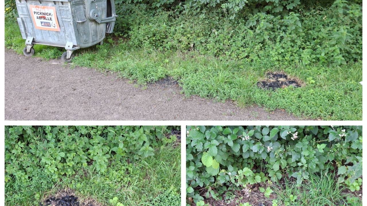 Ein Haufen Grillkohle liegt im Grünstreifen neben einem Weg, nur wenige Meter weiter seht ein Müllcontainer mit der Aufschrift Picknick-Abfälle.
