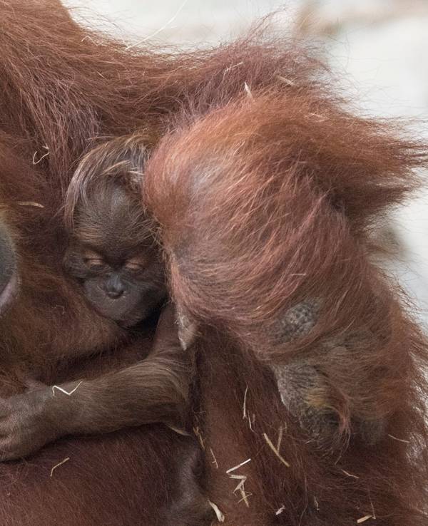 Orang-Utans im Frankfurter Zoo
