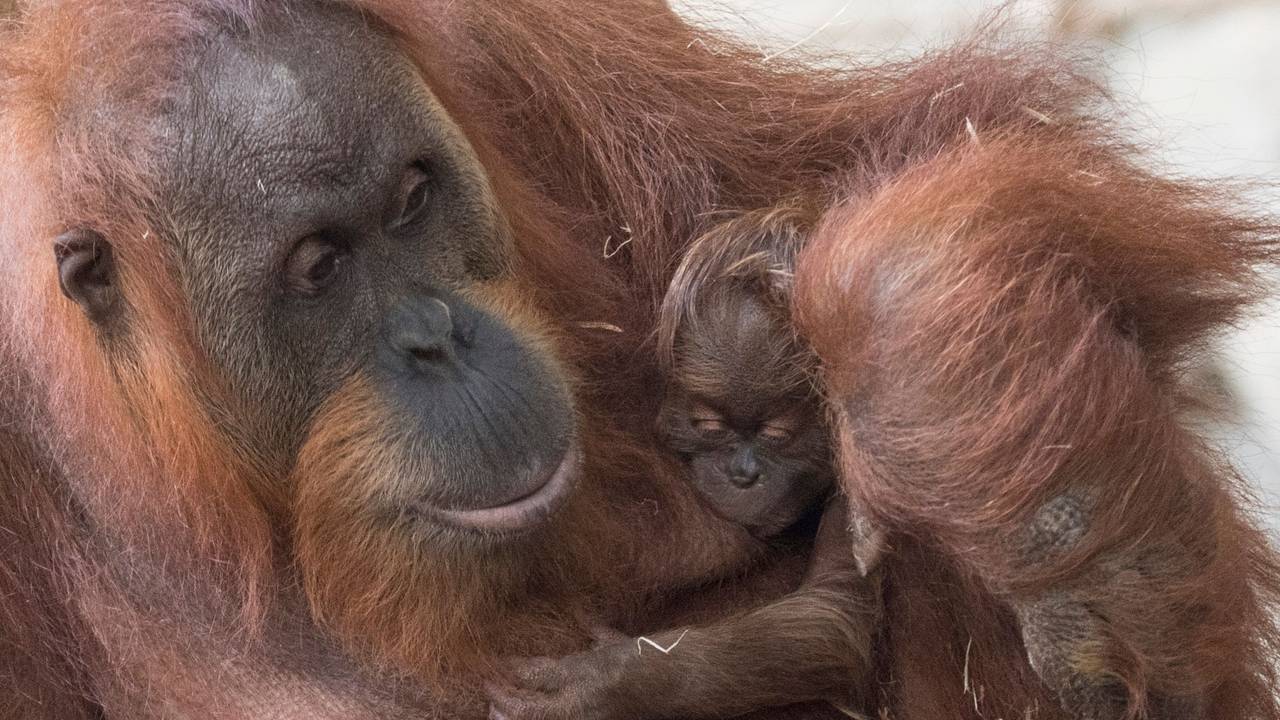 Orang-Utans im Frankfurter Zoo