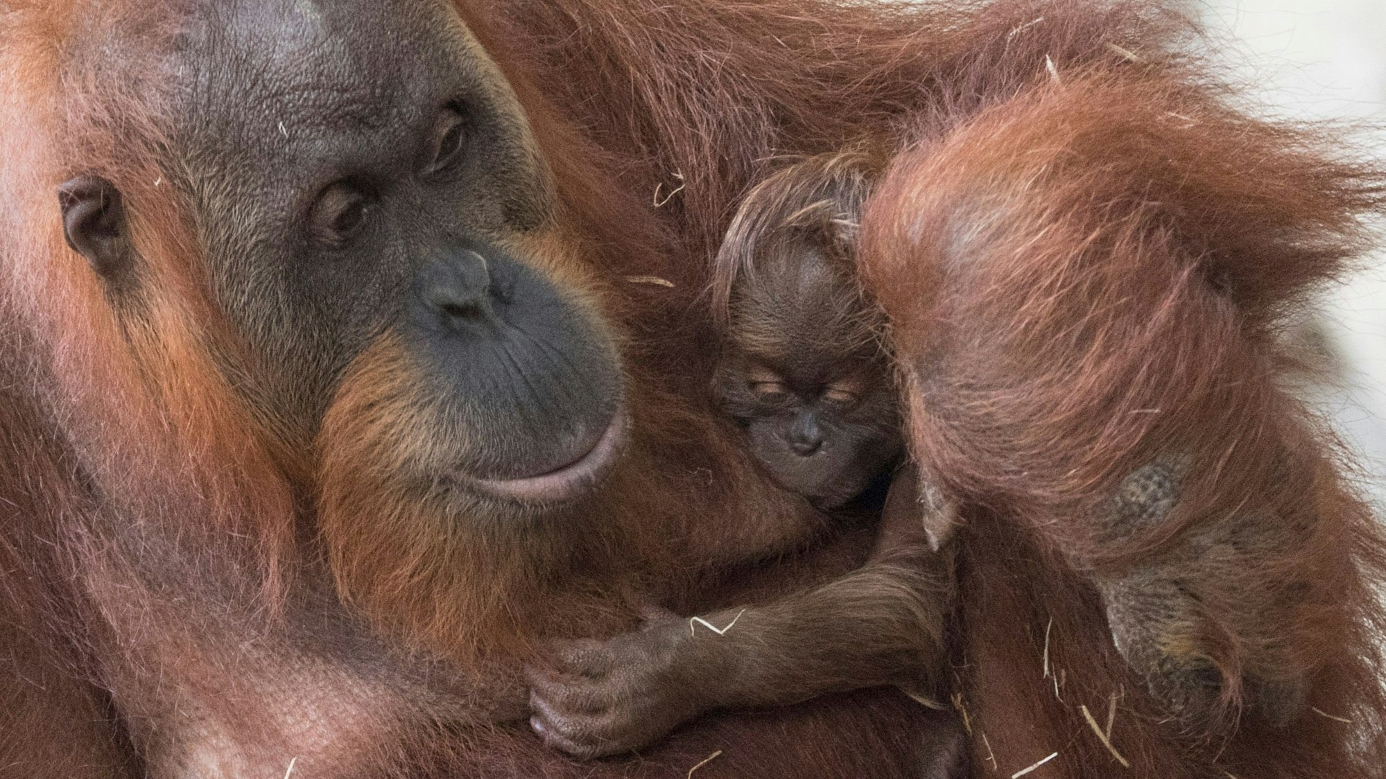 Orang-Utans im Frankfurter Zoo