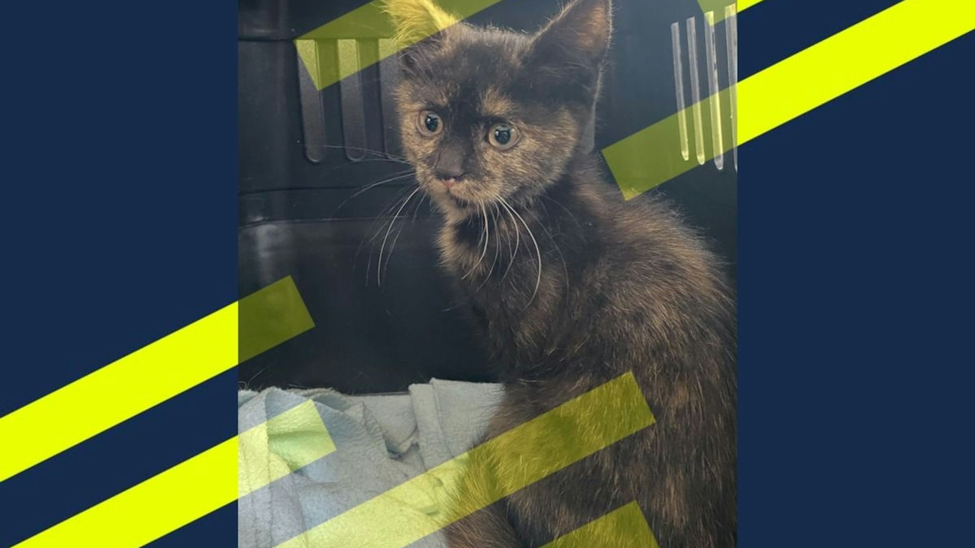 Babykatze, die aus dem Radkasten eines geparkten Autos in der Hans-Sachs-Straße in Duisburg-Obermarxloh gerettet wurde