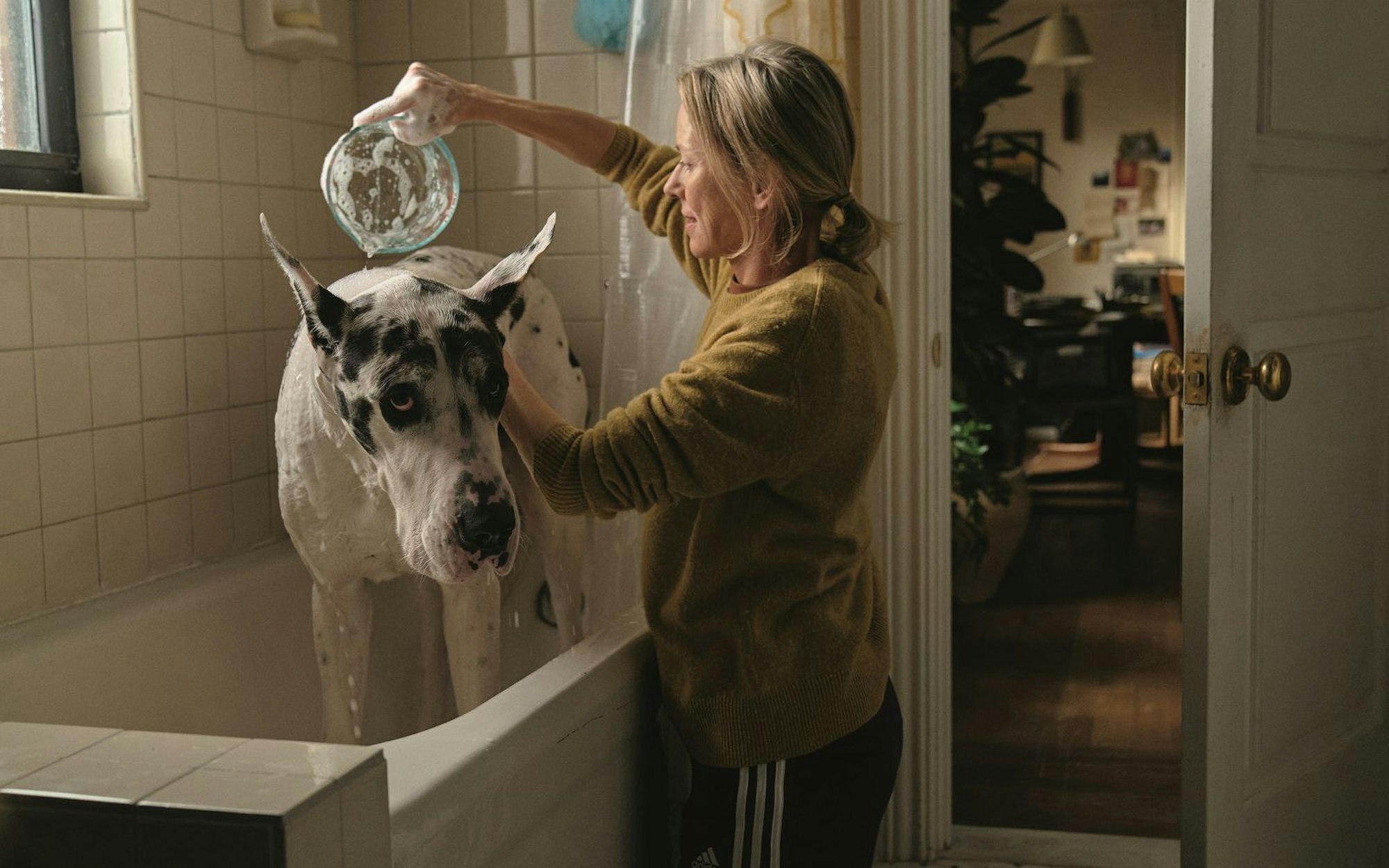 „Loyal Friend“ erzählt von Hund Apollo und seiner neuen Besitzerin Iris (Naomi Watts), die beide einen schweren Verlust zu verarbeiten haben. (Bild: Universal/Modified by Dalim Software)