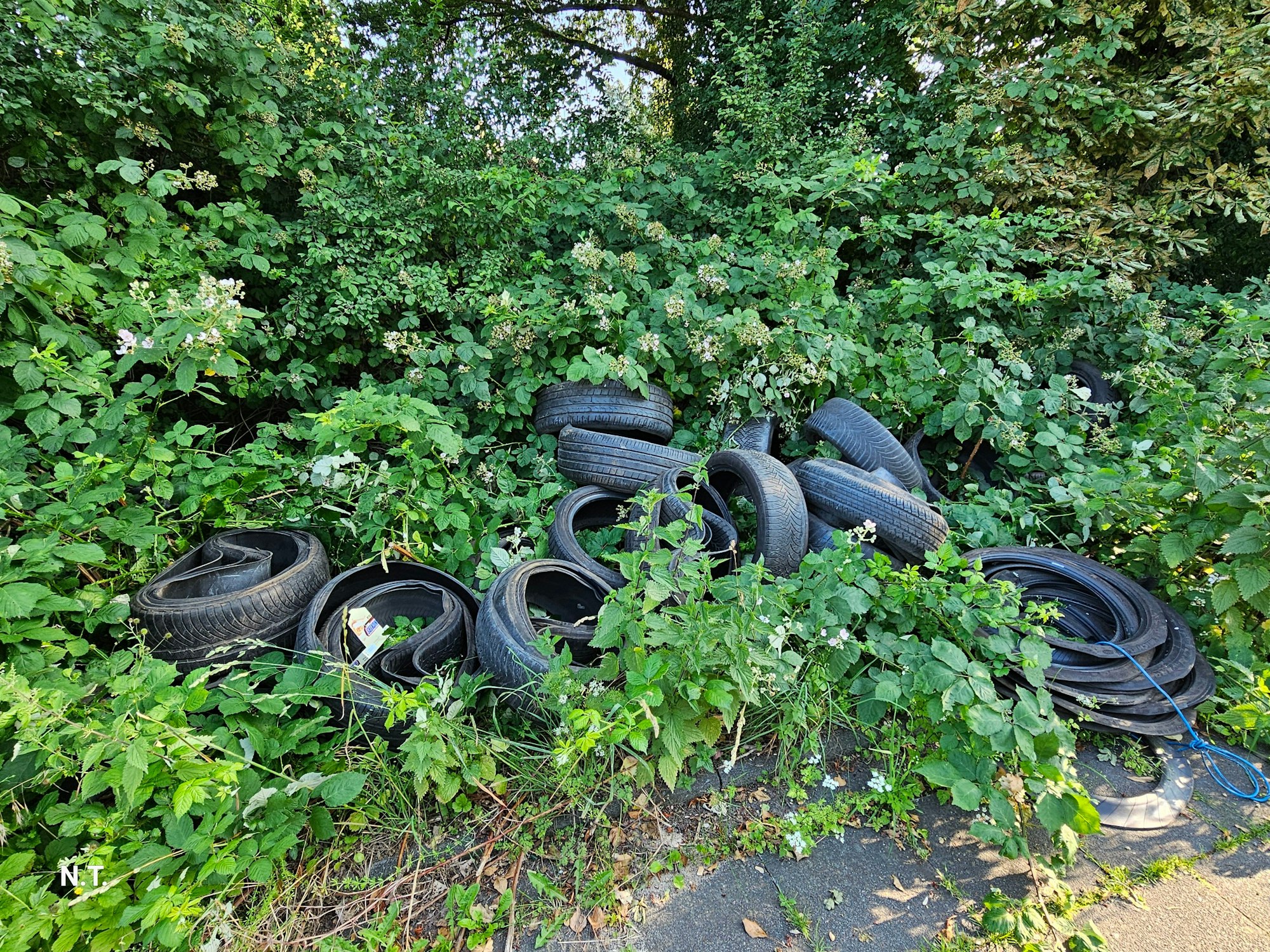 Reifen liegen im Gebüsch.