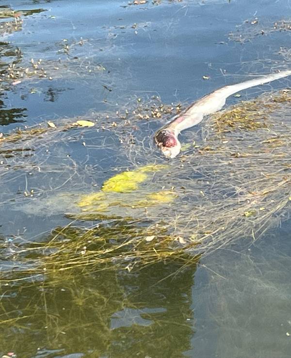 Ein toter Fisch treibt im Wasser