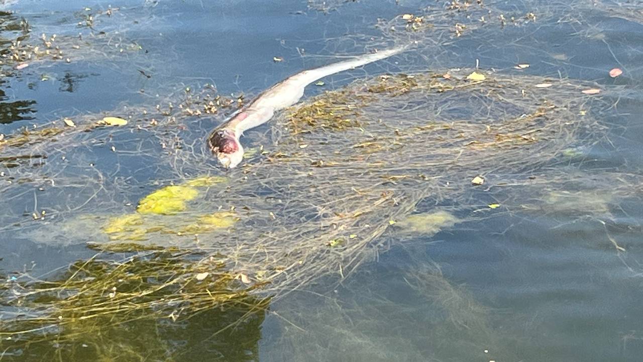 Ein toter Fisch treibt im Wasser