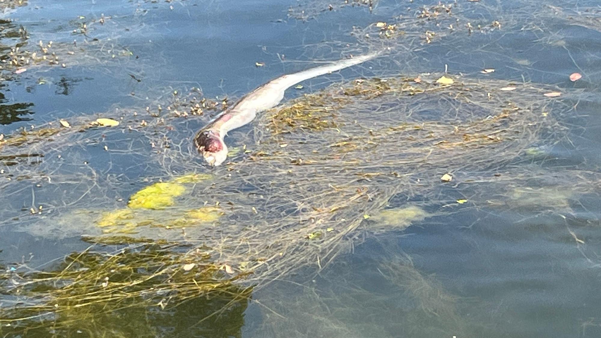 Ein toter Fisch treibt im Wasser