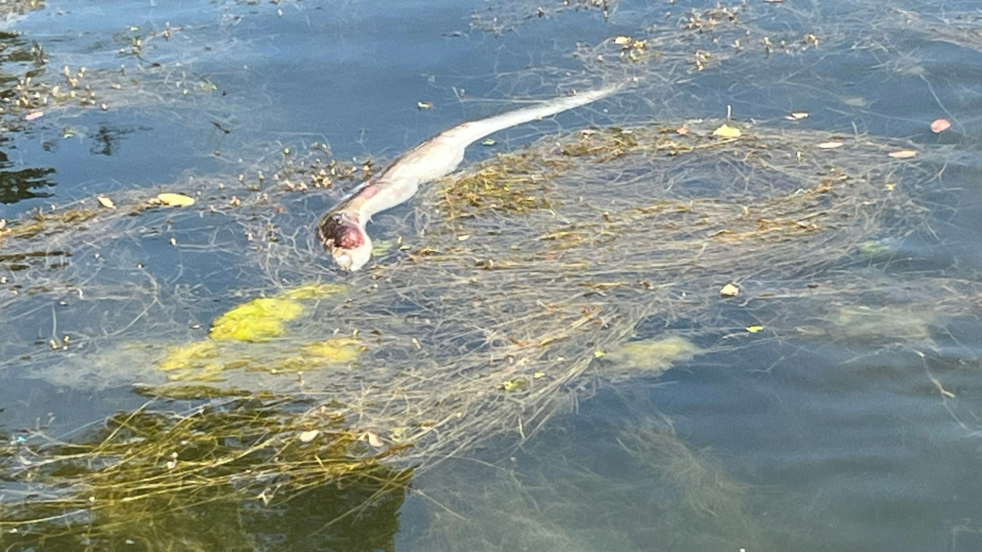 Ein toter Fisch treibt im Wasser