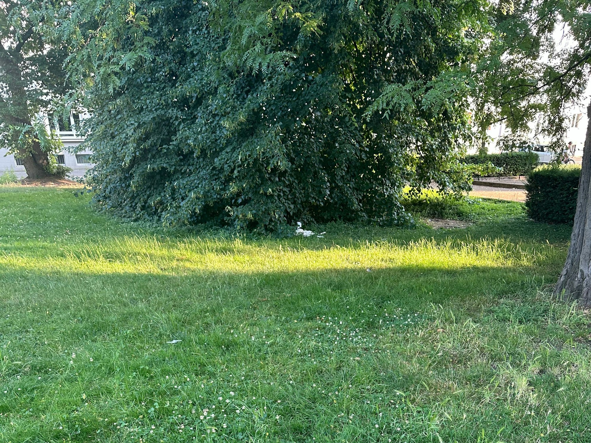 Ein Gebüsch in einem Park