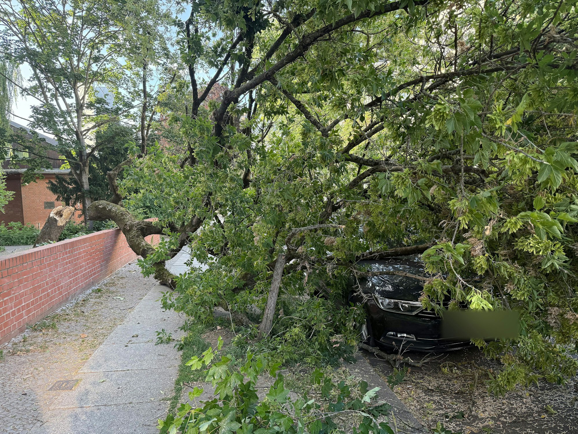 Ein umgestürzter Baum liegt nach einem Sturm auf einer Straße in Berlin-Friedenau. Der Zugverkehr im gesamten S-Bahn-Netz wurde eingestellt, wie die Berliner S-Bahn mitteilte.