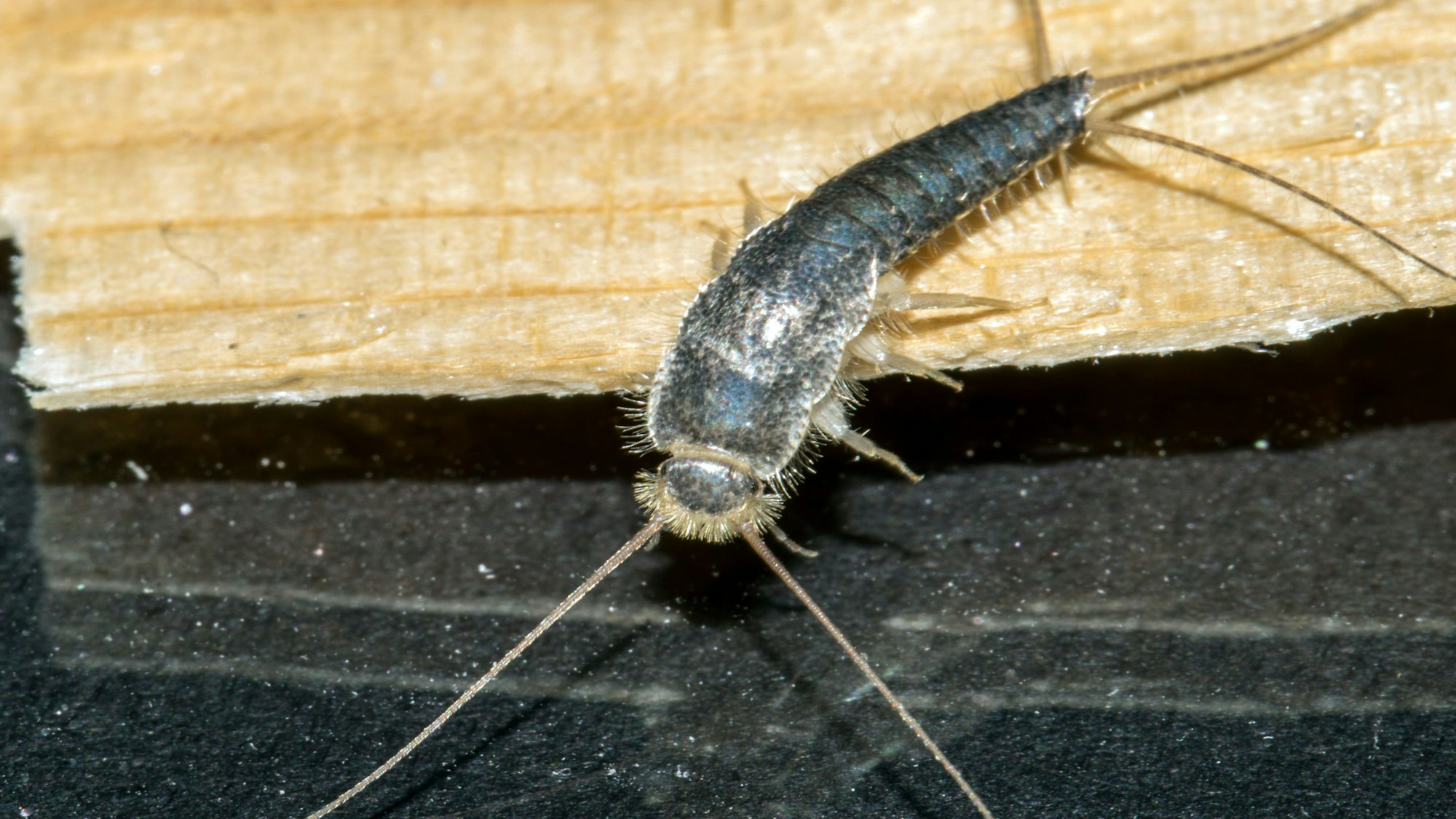 Ein Insekt mit langen Fühlern und einem Gabelschwanz krabbelt über den Boden