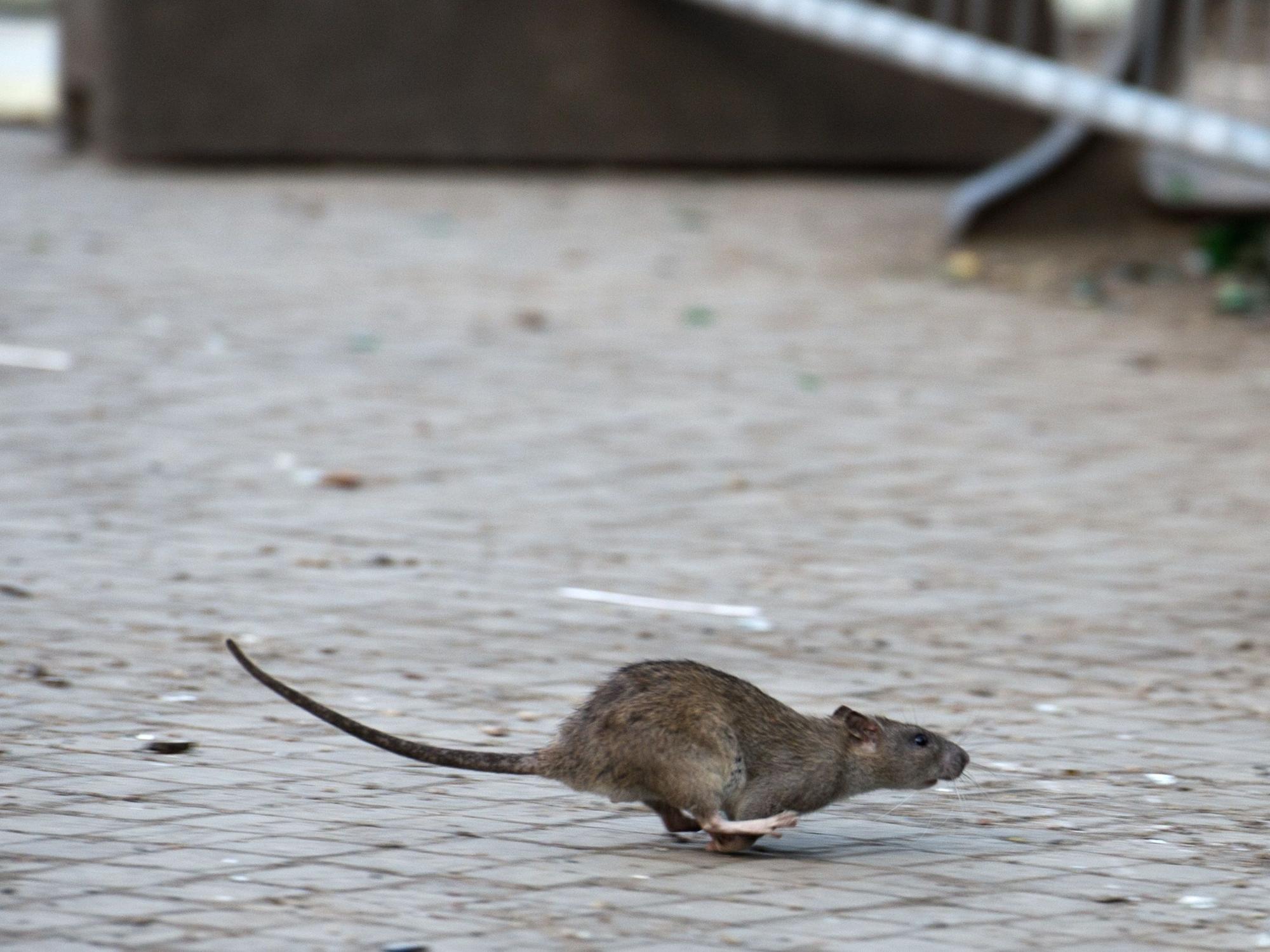 Eine Ratte mit ausgestrecktem Schwanz huscht über Kopfsteinpflaster.