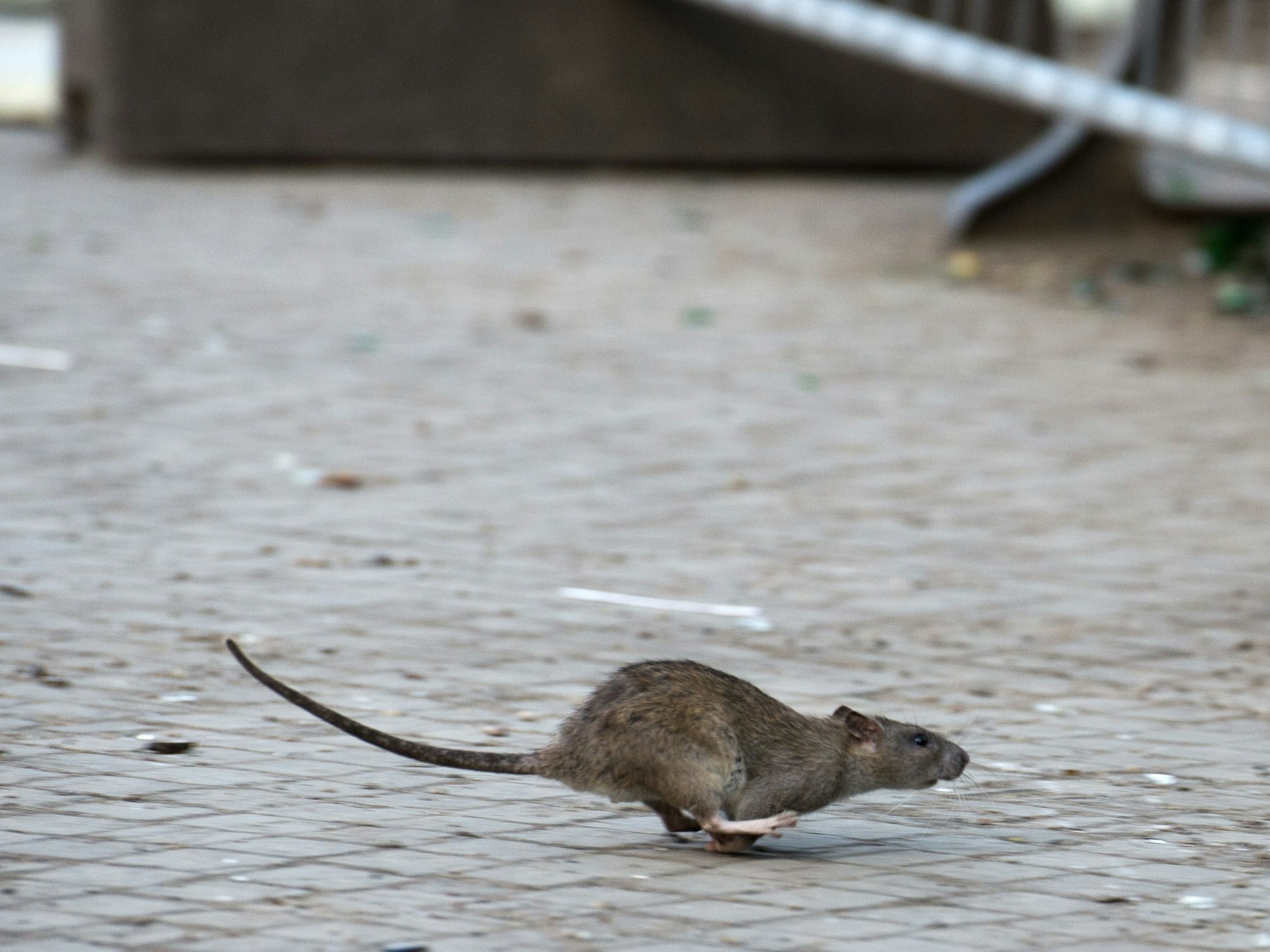 Eine Ratte mit ausgestrecktem Schwanz huscht über Kopfsteinpflaster.