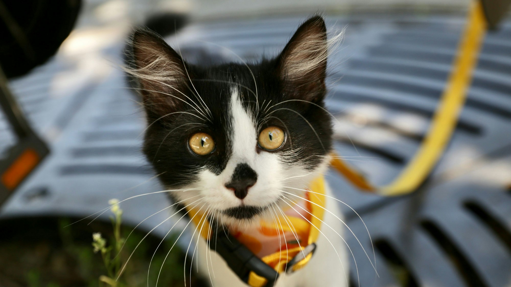 20.06.2025, Düsseldorf: Klaudia Pfauensohn mit Pluto the travel cat, Foto: Ingo Lammert