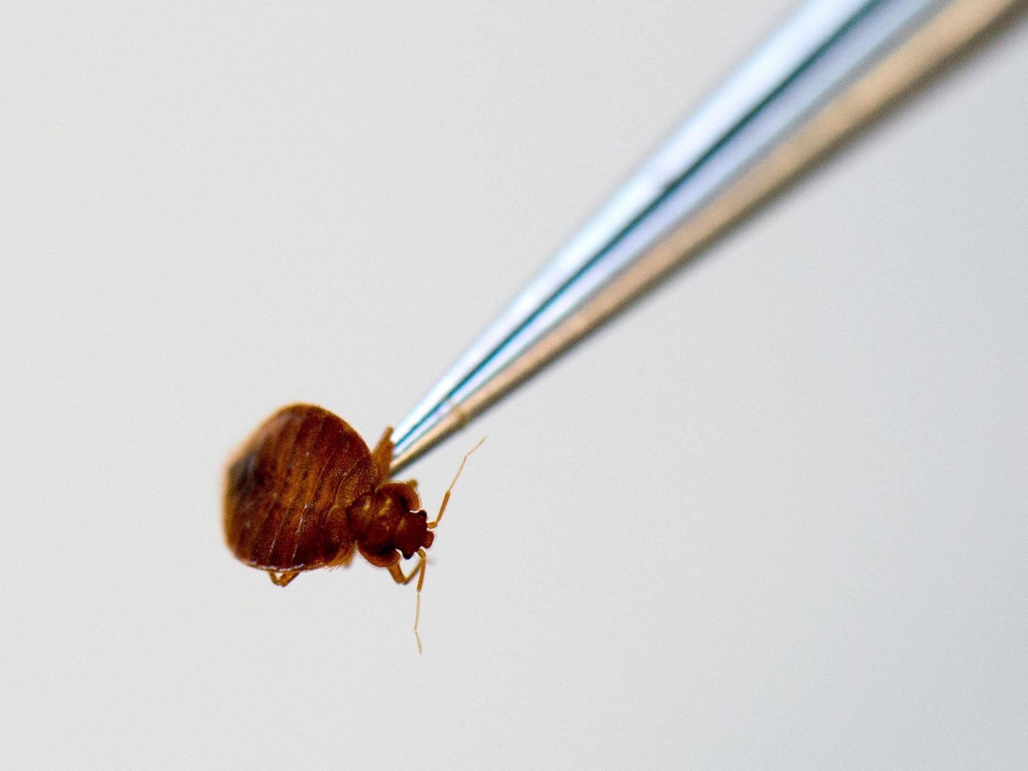 Eine braune, zeckenartige Bettwanze hängt an der Spitze einer Pinzette