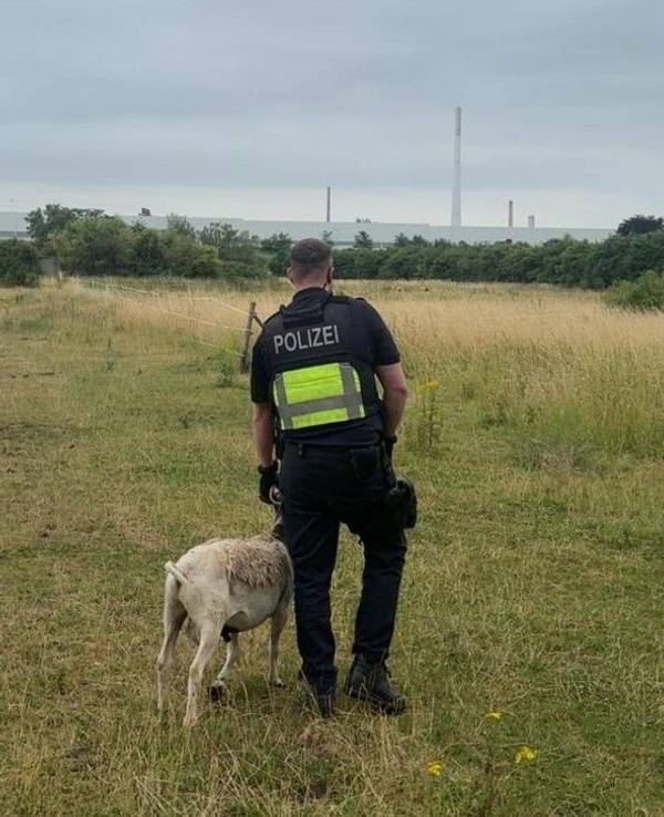 Ein Polizist mit dem „festgenommenen“ Schaf