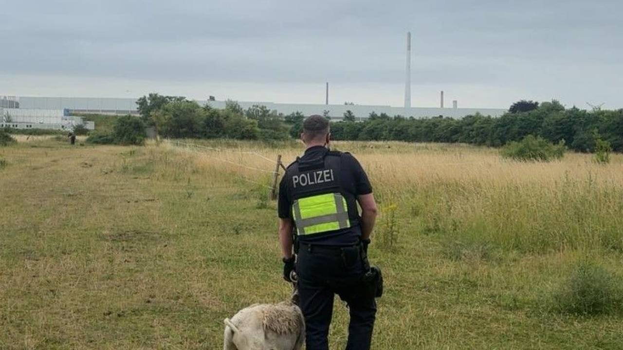 Ein Polizist mit dem „festgenommenen“ Schaf