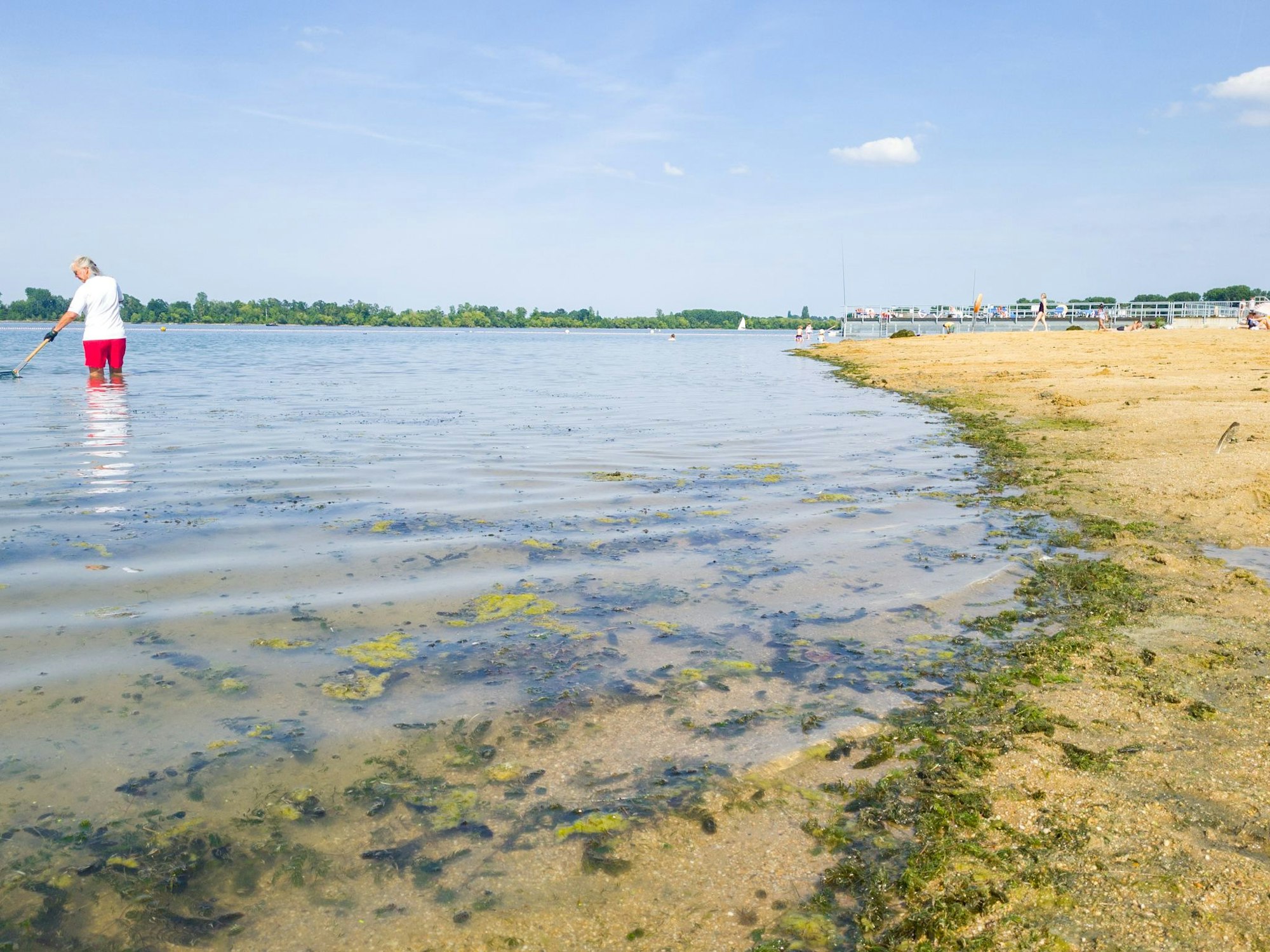 Eine Bademeisterin fischt Algen aus einem See.