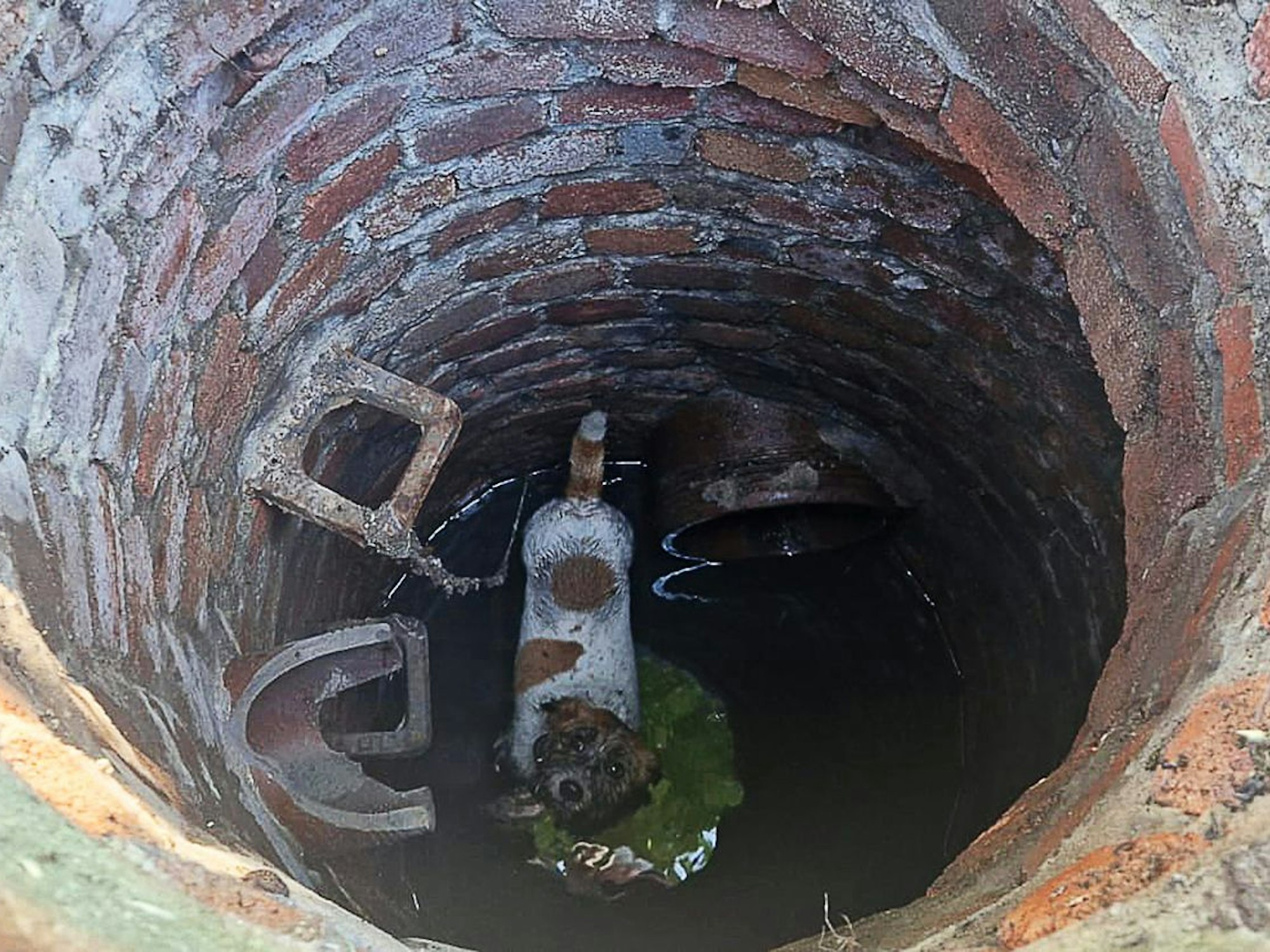 Dieses von der Feuerwehr Dinslaken zur Verfügung gestellte Foto zeigt einen Hund in einem Kanalschacht. Einsatzkräfte der Feuerwehr haben einen Hund und einen Fuchs aus dem Kanalnetz befreit.