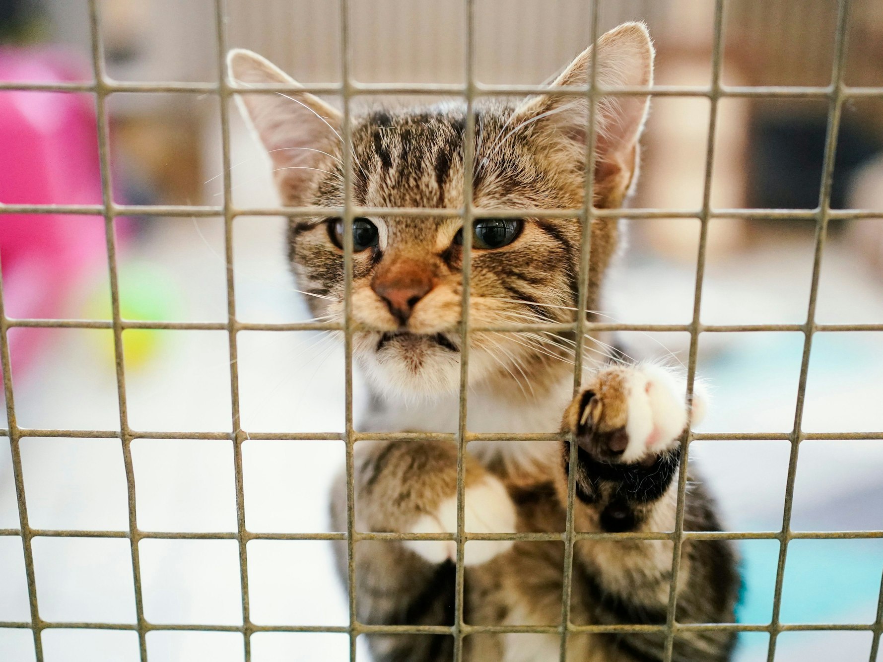Eine Katze steht in einem Käfig.