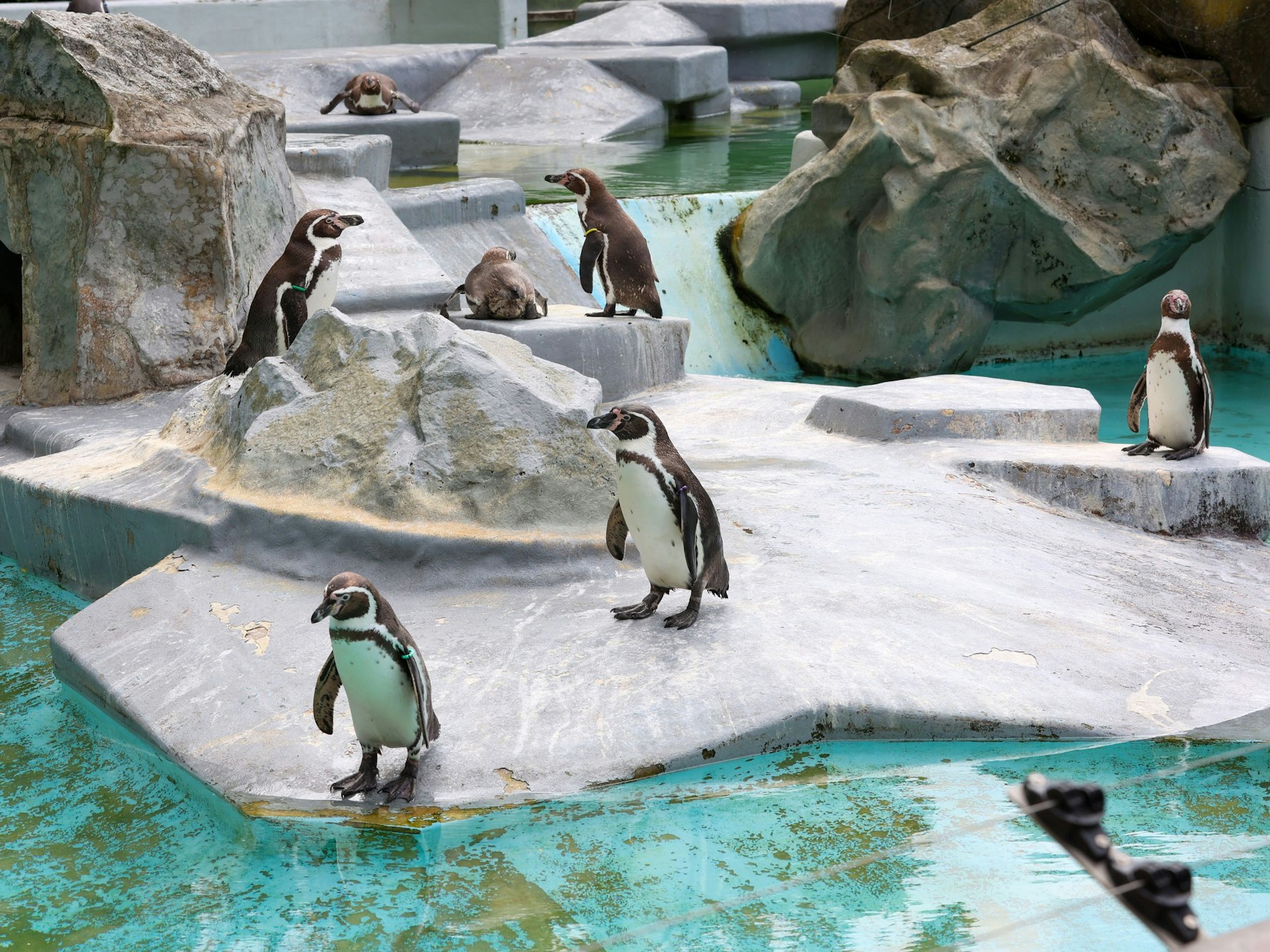 Die Pinguine im Kölner Zoo haben ihre eigene Strategie gegen die Hitze.