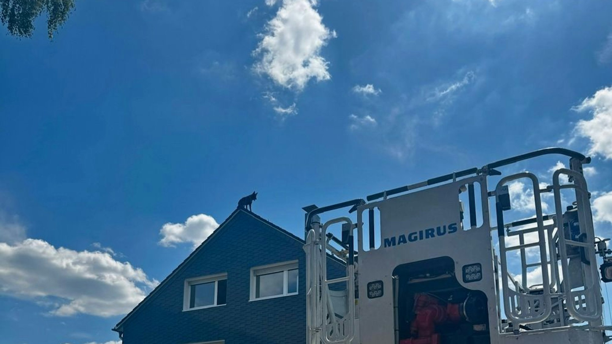 Ein Belgischer Schäferhund sitzt auf einem Hausdach.