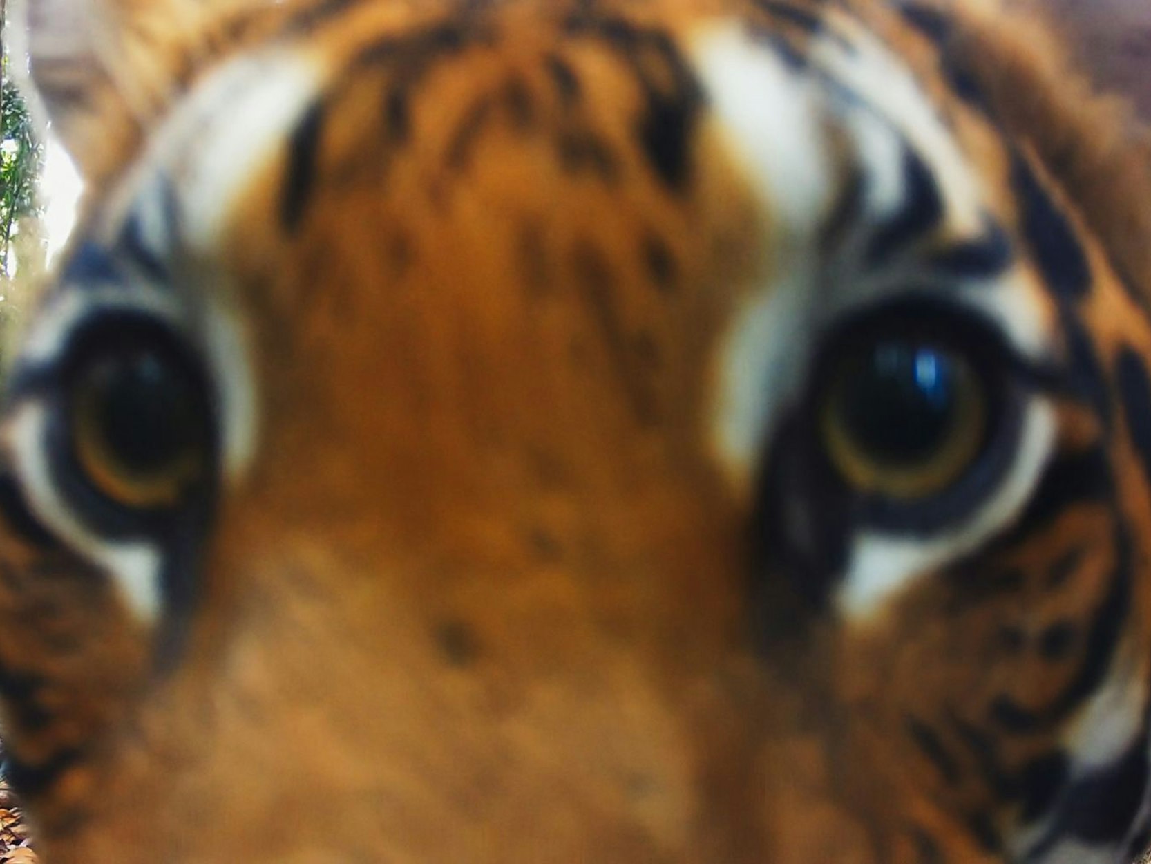 In der ersten Episode von „Wilde Welt“ geht die Reise in den Regenwald von Malaysia. Die Crew von Offspring Films begleitet zwei Tierfilmer und ihren Expeditionsleiter dabei, wie sie versuchen, den seltenen Malaysia-Tiger abzulichten. Und siehe da! Die Raubkatze scheint gar nicht so kamerascheu. (Bild: Apple TV+)