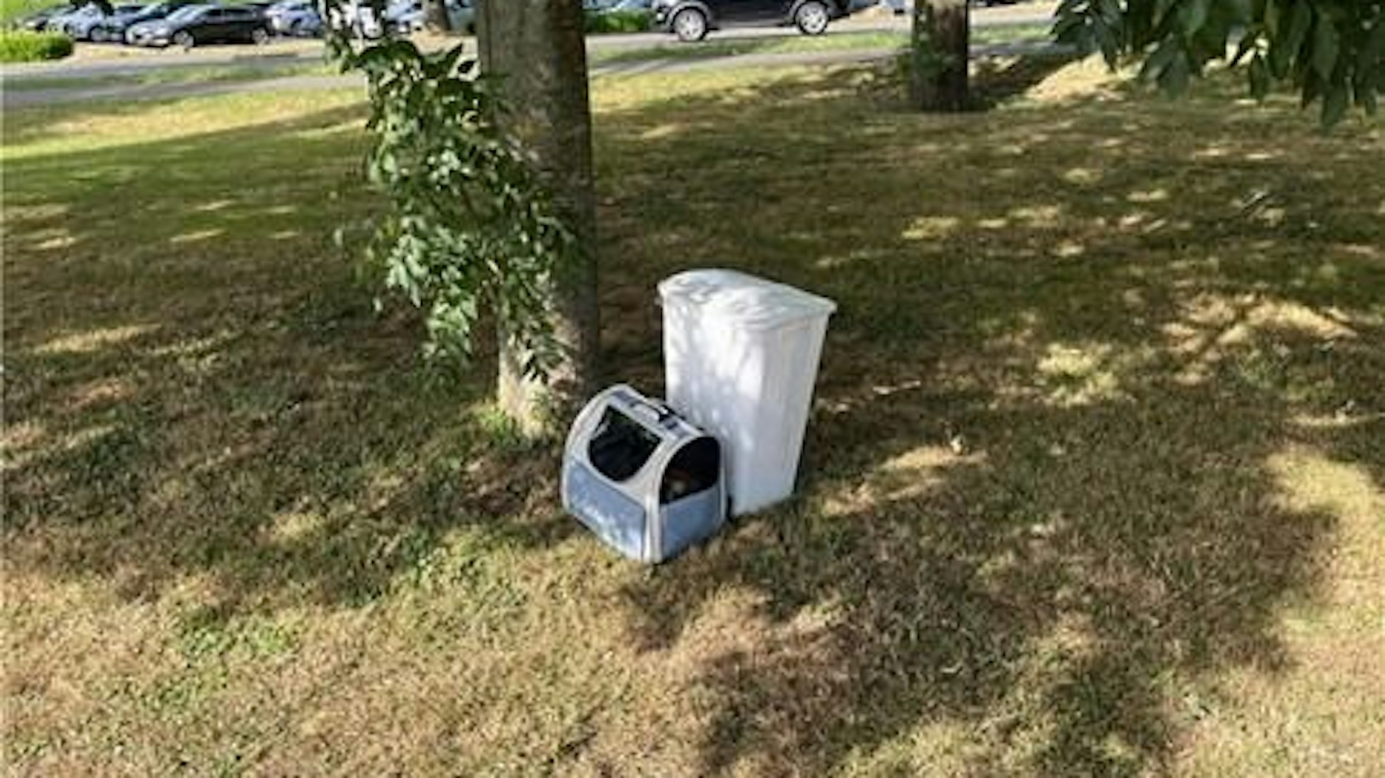 Junge Katzen ausgesetzt / Zeugenhinweise erbeten