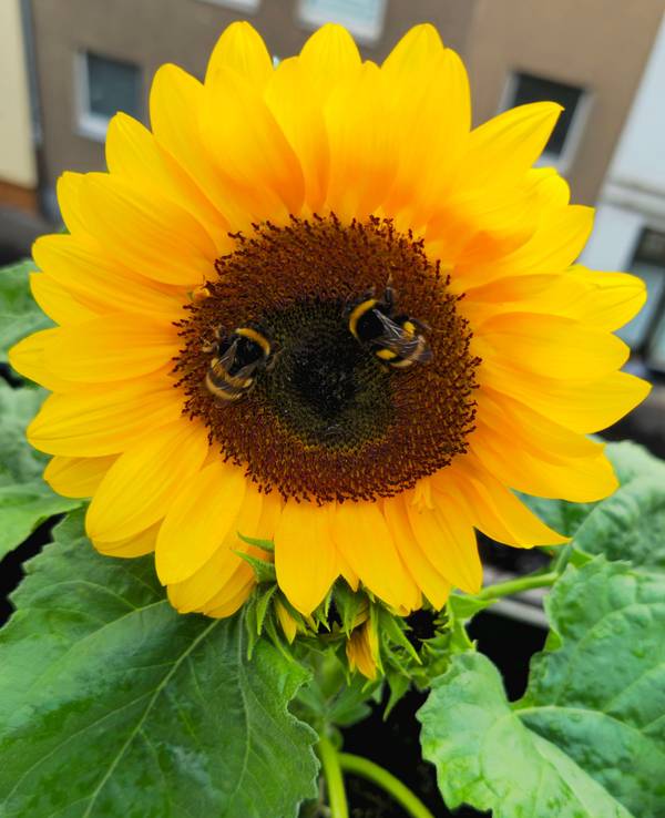 Auf dem Balkon von Marius blüht eine Sonnenblume.