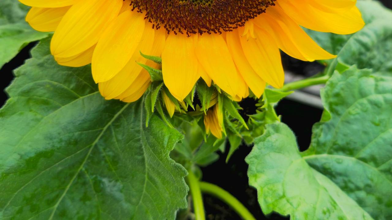 Auf dem Balkon von Marius blüht eine Sonnenblume.