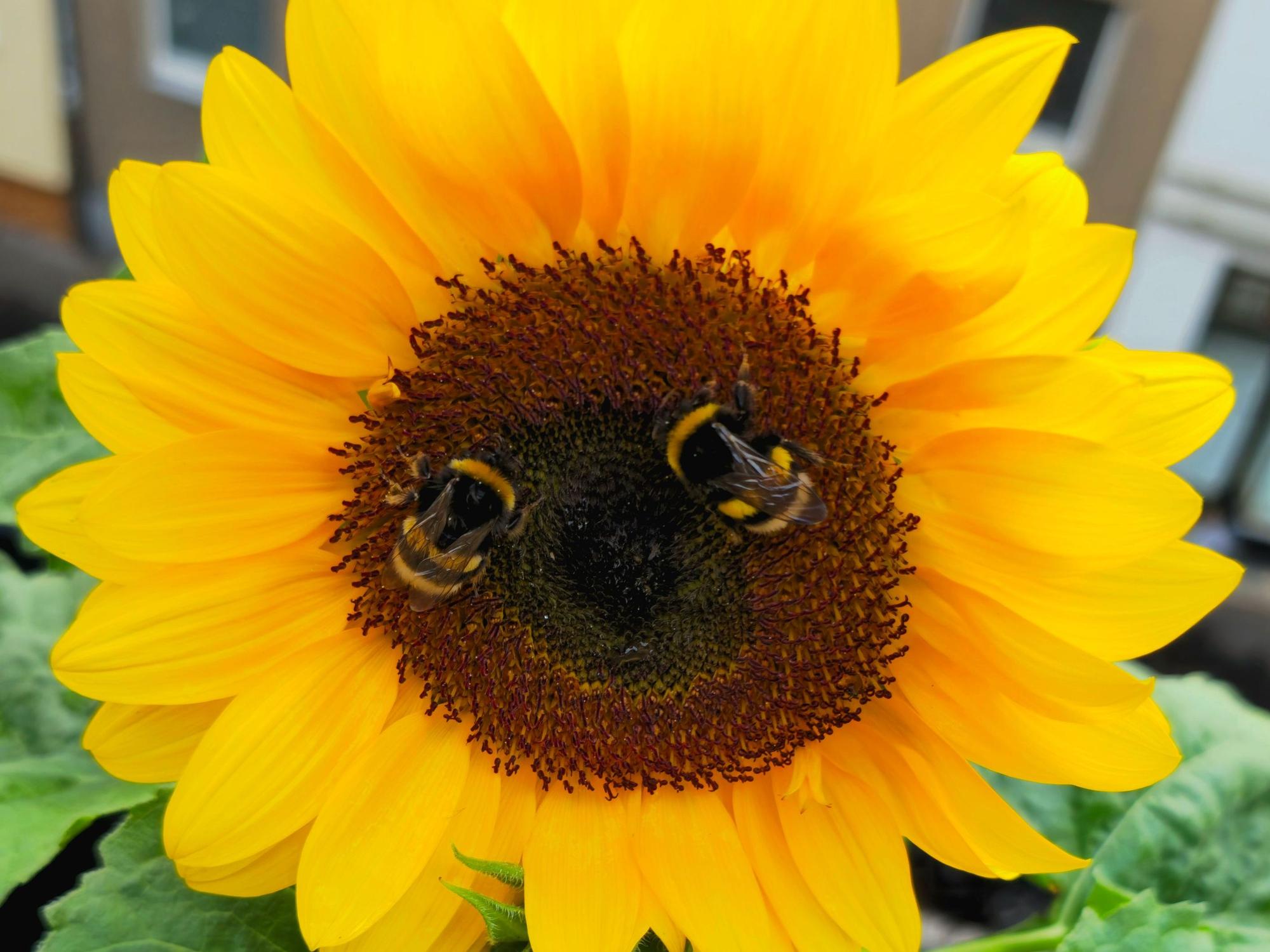 Auf dem Balkon von Marius blüht eine Sonnenblume.