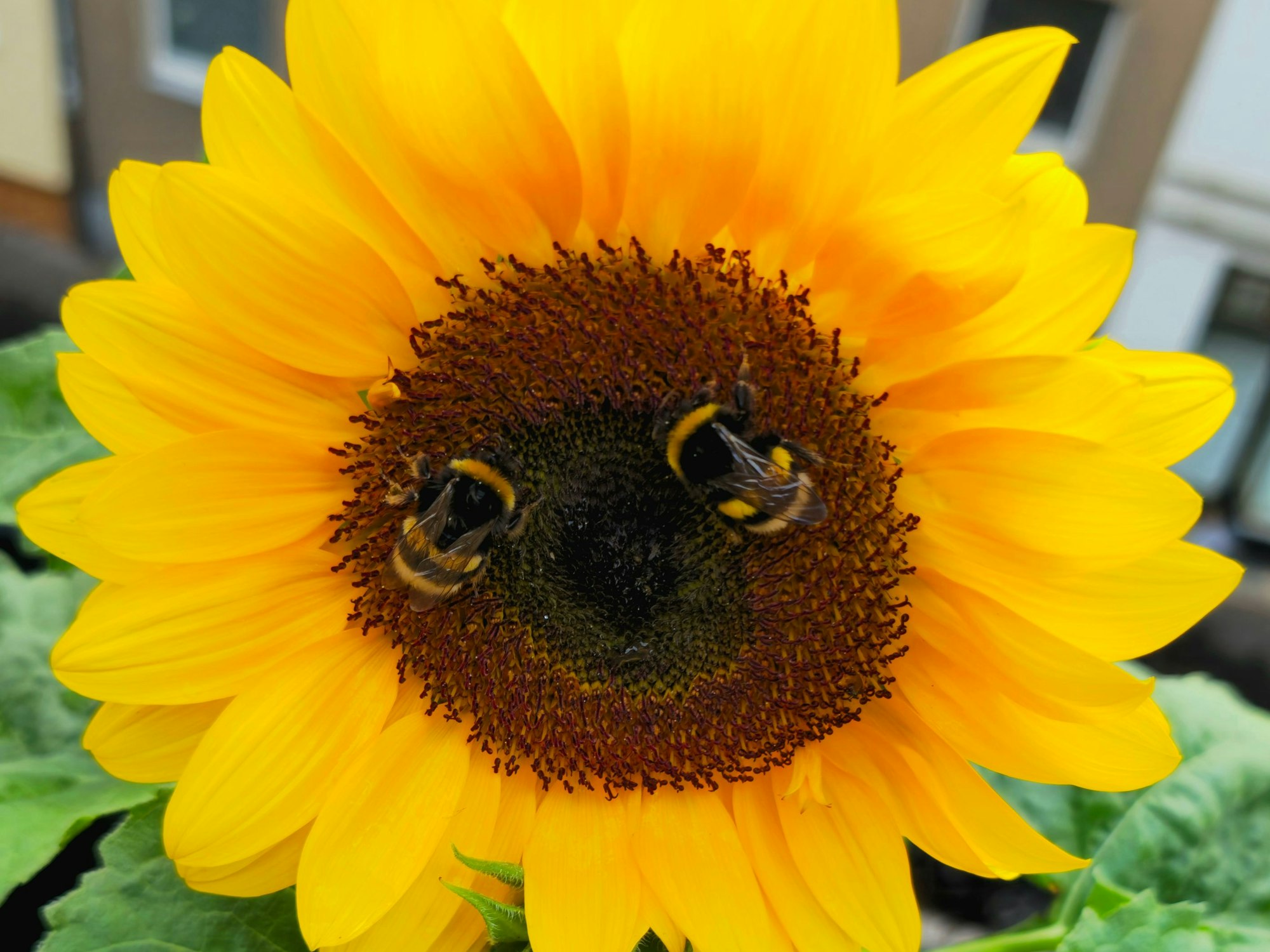 Auf dem Balkon von Marius blüht eine Sonnenblume.